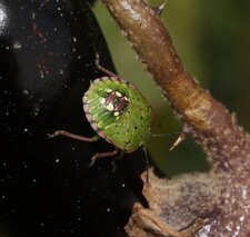 Nezara viridula - juvénile
