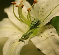 Mante malgache