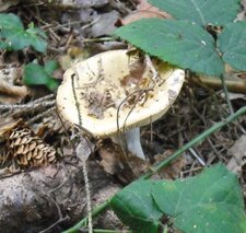 Champignon