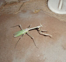 Empusa sp.