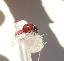Coccinelle à 7 points