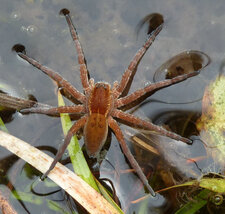 Dolomedes sp.