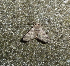 Cerastis leucographa