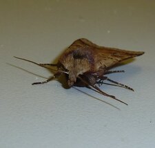 Papillon noctuelle.