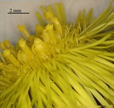 Tussilage farfare : fleur composée