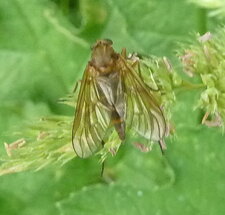 Mouche ?