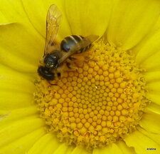 Andrena flavipes 