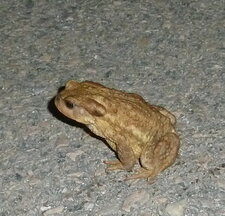 Crapaud