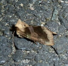 La Plusie vert-doré Diachrysia chrysitis - Noctuelle