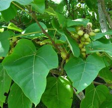 Paulownia