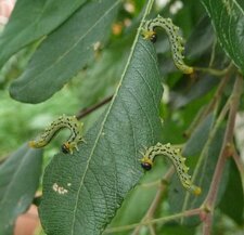 Fausses chenilles. Larves de Tenthrèdes
