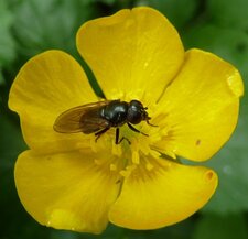 Syrphide Melanostoma. (je crois)