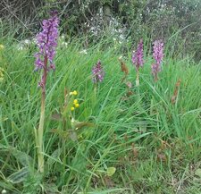 Orchis mascula