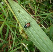 Omophlus lepturoides