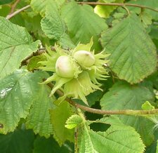 Noisettes
