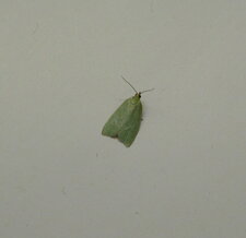 Tortrix viridana. Noctuelle.
