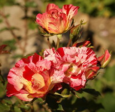 Rose... tâchetée