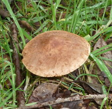 Champignon.