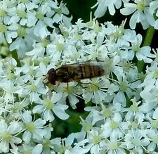 Syrphe