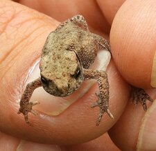 Crapaud commun juvénile
