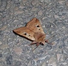 Autographa gamma. Noctuelle.