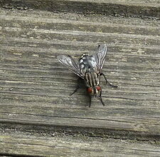 Graphomya maculata