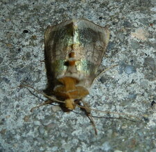 La Plusie vert-doré Diachrysia chrysitis.Noctuelle.