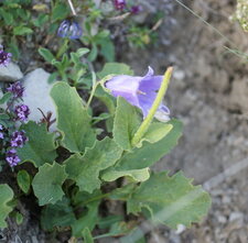 Campanule