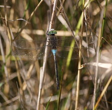 Anax parthénope - mâle