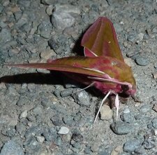 Le Grand Sphinx de la vigne Deilephila elpenor