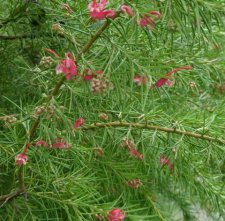 Grevillea rosmarinifolia