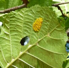 Oeufs de papillon