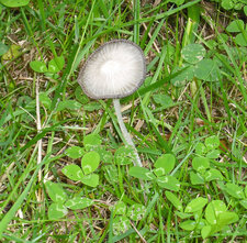Champignon