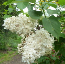 Lilas blanc - Syringa
