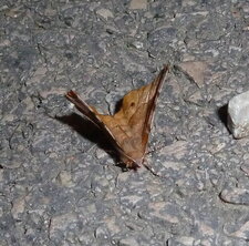 Ennomos lunaire ou croissant Selenia lunularia.Noctuelle.