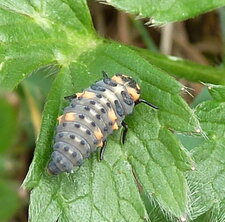 Larve de coccinelle.