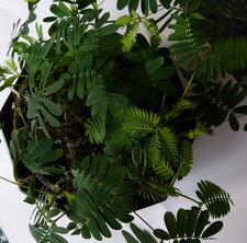 Sensitive. Mimosa pudica