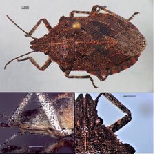 Brochymena quadripustulata