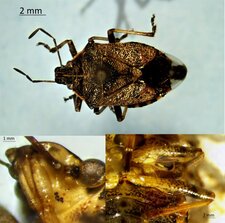 Podisus serieventris