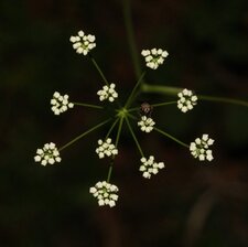 Mouche à damier sur inflorescence d