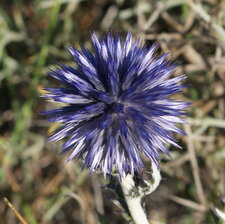 Echinops ritro
