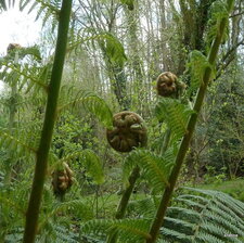 Osmonde Royale. Osmunda regalis
