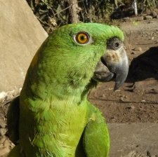 Perroquet amazone - Alipiopsitta