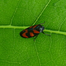 Cercope sanguin - Cercopis vulnerata