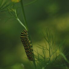 Chenille du Machaon