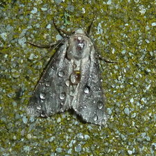 Noctuelle