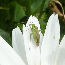 Punaise des plantes (Miridé)