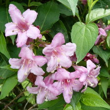 Weigelia