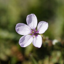 Fleur d