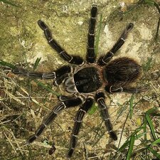 Lasiodora sp.